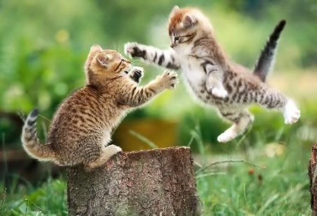 Cat Fight!