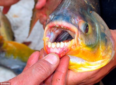 The Pacu fish, a relative of the piranha, has been known to attack male genitalia.