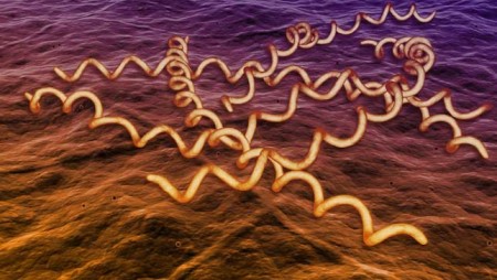 Syphilis Bacteria