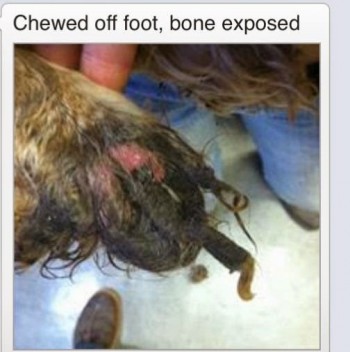 chewed off foot bone exposed