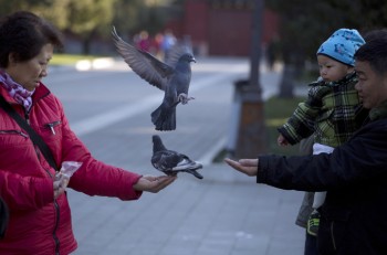 pigeons