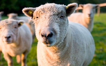 sheep sex