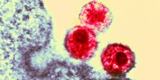 Half of human AIDS came from gorillas Half of human AIDS came from gorillas