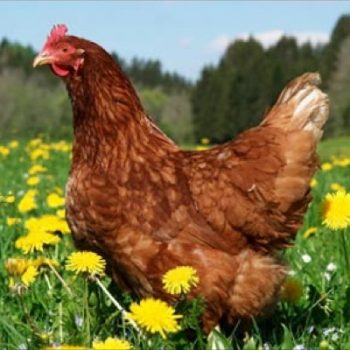 Ruffled Chicken farmers were shocked to learn that an adult movie was filmed near where they raise high-end, free-range chickens.