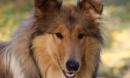 ATMLA's Sophia Burns Dreams About Blowing A Dog. WTF?