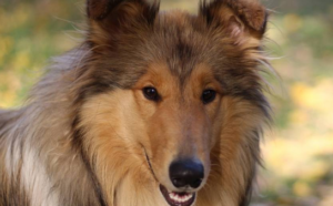ATMLA's Sophia Burns Dreams About Blowing A Dog. WTF?