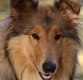 ATMLA's Sophia Burns Dreams About Blowing A Dog. WTF?
