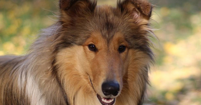 ATMLA's Sophia Burns Dreams About Blowing A Dog. WTF?